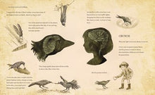 Gifts from Crows: A Picture Book about Friendship Between Species, Based on a True Story - for Kids (Ages 4-8) By Sterer (Pre-Order 8/18/26)