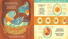 What's Inside A Bird's Nest?: And Other Questions About Nature & Life Cycles by Ignotofsky