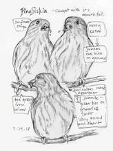 The Backyard Bird Chronicles by Tan