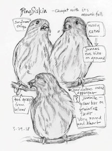 The Backyard Bird Chronicles by Tan