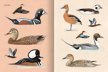 Sibley Birding Sticker Book: With More Than 300 Stickers: Stickers for Journals, Water Bottles, Laptops, Planners, and More By Sibley