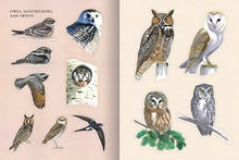 Sibley Birding Sticker Book: With More Than 300 Stickers: Stickers for Journals, Water Bottles, Laptops, Planners, and More By Sibley