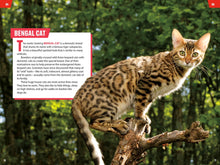 TIME for Kids: Big Cats, Small Cats: 101 Cats You Need to Know! by Jazynka