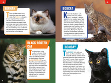 TIME for Kids: Big Cats, Small Cats: 101 Cats You Need to Know! by Jazynka