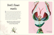 An Anthology of Remarkable Bugs (DK Children's Anthologies) by French