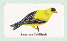 The Beginner Birder's Deck: 40 Cards for Birdwatching,