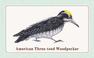 The Beginner Birder's Deck: 40 Cards for Birdwatching,