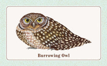 The Beginner Birder's Deck: 40 Cards for Birdwatching,