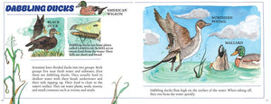 Ducks! (New & Updated) by  Gibbons