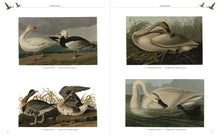 Audubon's Birds of America (Arcturus Epic Classics), John James Audubon