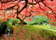 Japanese Maple Tree 1000 Piece Puzzle