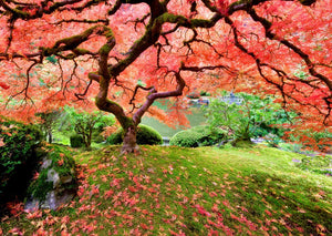 Japanese Maple Tree 1000 Piece Puzzle