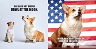 No Thoughts Just Corgis: A Compendium of Cuteness