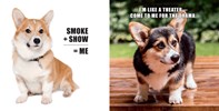 No Thoughts Just Corgis: A Compendium of Cuteness
