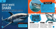 Shark Bites