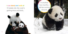 Baby Pandas (Starting Out) by Riggs