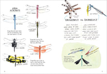 Insect Anatomy: The Curious World of Bees, Beetles, Butterflies, and Bugs by Rothman & Hearst
