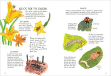 Insect Anatomy: The Curious World of Bees, Beetles, Butterflies, and Bugs by Rothman & Hearst