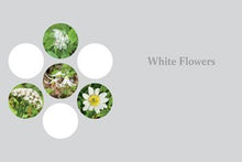 Western Washington and Oregon in Bloom: Find and Identify the 150 Most Common Wildflowers By Kuhlmann