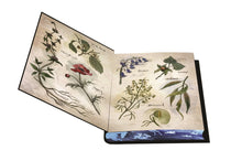 The Changeling Queen: Deluxe Limited Edition by Bea