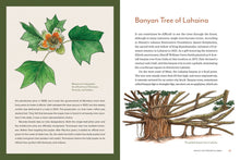 Knowing the Trees: Discover the Forest from Seed to Snag by  Keffer