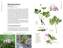 Medicinal Plants of the Pacific Northwest: A Visual Guide to Harvesting and Healing with 35 Common Species Hammerquist