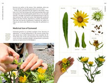 Medicinal Plants of the Pacific Northwest: A Visual Guide to Harvesting and Healing with 35 Common Species Hammerquist