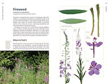 Edible Plants of the Pacific Northwest: A Visual Guide to Harvesting and Cooking with 40 Common Species By Hammerquist