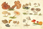 Fungi Collected in the Shropshire and other Neighborhoods by Lewis