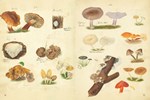 Fungi Collected in the Shropshire and other Neighborhoods by Lewis