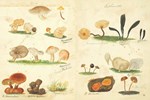 Fungi Collected in the Shropshire and other Neighborhoods by Lewis