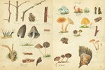 Fungi Collected in the Shropshire and other Neighborhoods by Lewis