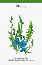 A Cabinet Full of Medicinal Plants: A Practical Card Deck