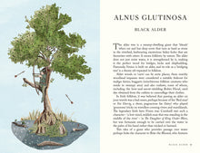 Folklore of Trees: The fascinating stories behind nature's guardians by Meighan