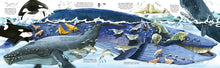 Big Book of Big Sea Creatures (Big Books) by Lacey