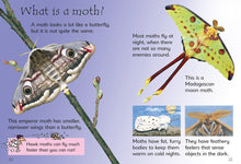 Caterpillars and Butterflies (Beginners) by Turnbull
