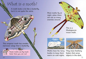 Caterpillars and Butterflies (Beginners) by Turnbull