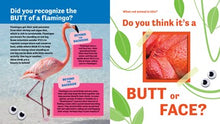 Butt or Face? Volume 5: Rainbow Butts By Lavelle