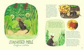 Genius Noses : A Curious Animal Compendium by Anlauf & Konstantinov