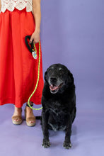 Dog Gone Well Read Poo Pal – Stack of Books Poop Bag Holder
