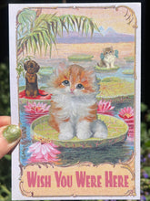 POSTCARD Wish You Were Here Kitten Lotus Pond