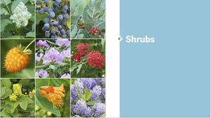 The Pacific Northwest Native Plant Primer by Currie