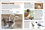 DK Pocket Genius Birds of North America