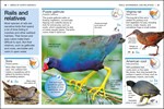 DK Pocket Genius Birds of North America