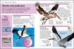 DK Pocket Genius Birds of North America