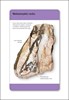 Smithsonian Rocks and Minerals Flash Cards