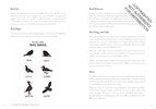 The Field Guide to Dumb Birds of North America