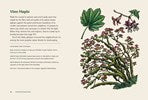 Northwest Know-How: Trees by Brewer