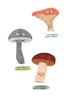 The Mushroom Fan Club by Gravel
